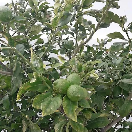 Blueberry Villa Naxos City
