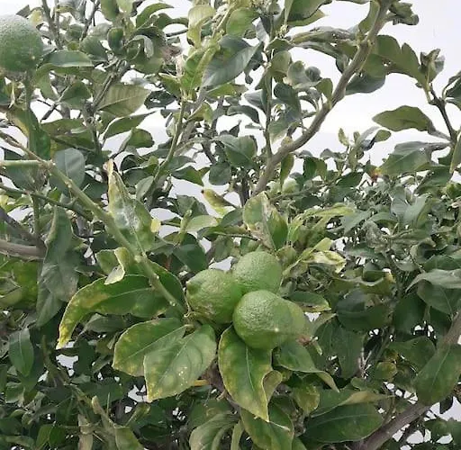 Blueberry Villa Mikrí Vígla